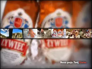 Piwo, Piwo Żywiec