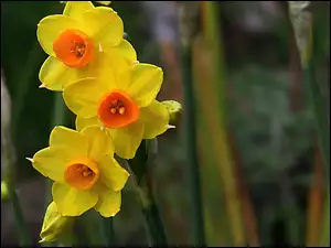 Narcissus
