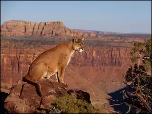 Puma, Kanion