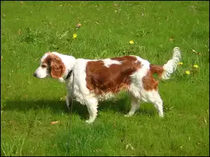 duży, trawa, Springer spaniel walijski, soczysta