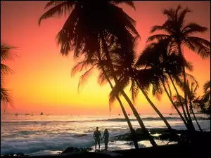 Fale, Hawaje, Palmy