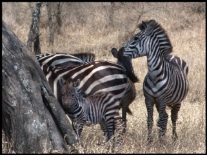 sawanna, zebry, drzewo