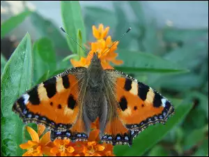 Motyl, Skrzydełka, Rusałka, Pokrzywnik