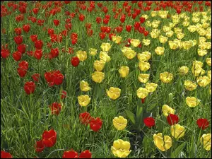 Tulipany, Czerwone, Żółte