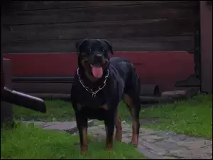 Rottweiler, Obroża