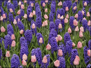 Tulipanów, Pole, Hiacyntów