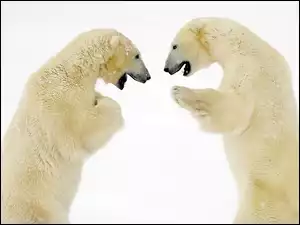 Rozmowa, Niedźwiedzie, Polarne