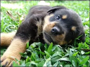 Rottweiler, Słodki, szczeniak