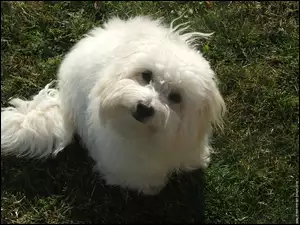 Słodki, Coton de Tulear