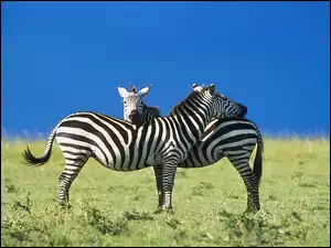 Zebry