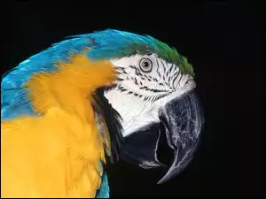 Papuga