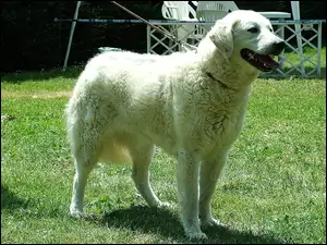Kuvasz, Biały, duży