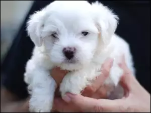 malutki, Pumi