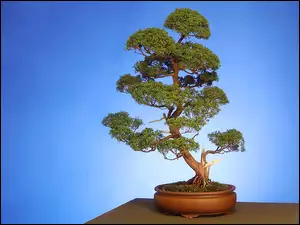 Drzewko, Donica, Bonsai, Brązowa