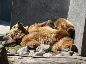 Niedźwiedź, ZOO
