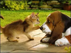Kotek, Basset