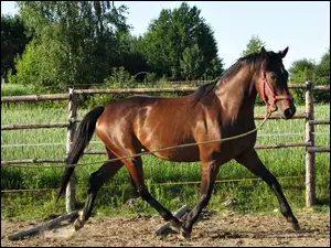 Koń, Lonża
