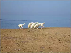 Maremmano-abruzzese, plaża