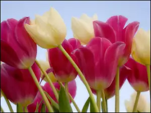 Tulipany, Łodygi