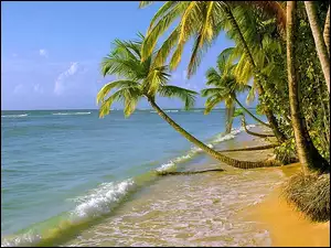 Morze, Palmy, Plaża
