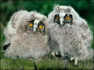 pisklaki, Sowy, oczy