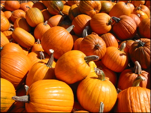 Halloween, dynie