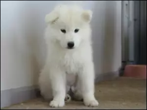 biały, Samojed