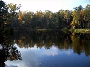 Las, Jezioro, Jesień