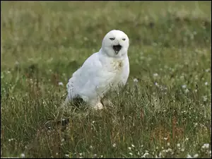 łąka, Sowa, biała