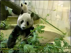 Miś, Zoologiczny, Panda, Ogród