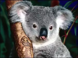 Drzewo, Koala, Nos