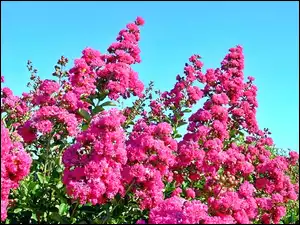 Lagerstroemia, Różowa