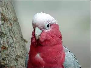 Papuga, Drzewo, Czerwone, Pióra