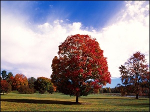 Park, Czerwone, Drzewo