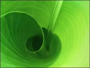 Liść, Zwinięty, Zielony