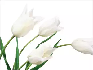 Białe, Tulipany