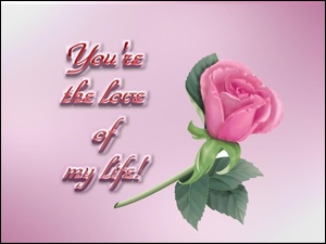 Love, Różowa, Róża