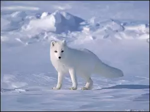 Śnieg, Lis, Polarny