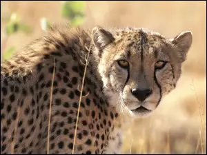 Gepard, Uszy
