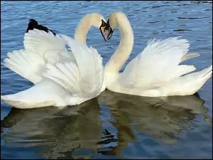 Miłość, Dwa, Łabędzie
