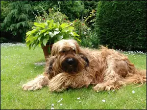 Owczarek francuski Briard, ogród
