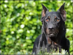 oczy, Owczarek francuski Beauceron, brązowe