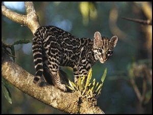 Drzewo, Młody, Ocelot