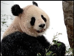Panda, Czarno, Biała