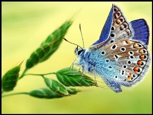 Trawa, Kolorowy, Motyl