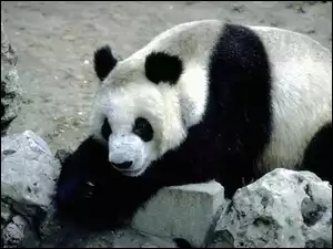 Czarno, Kamienie, Biała, Panda