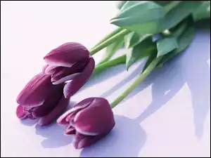Tulipany, Trzy, Fioletowe