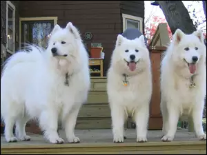 Samojedy, trzy, piękne