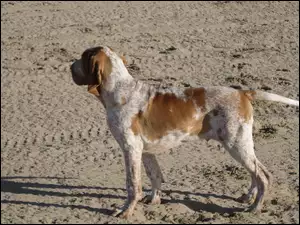 piasek, Wyżeł włoski krótkowłosy, Bracco italiano