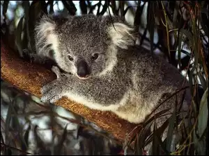 Gałąź, Miś, Koala